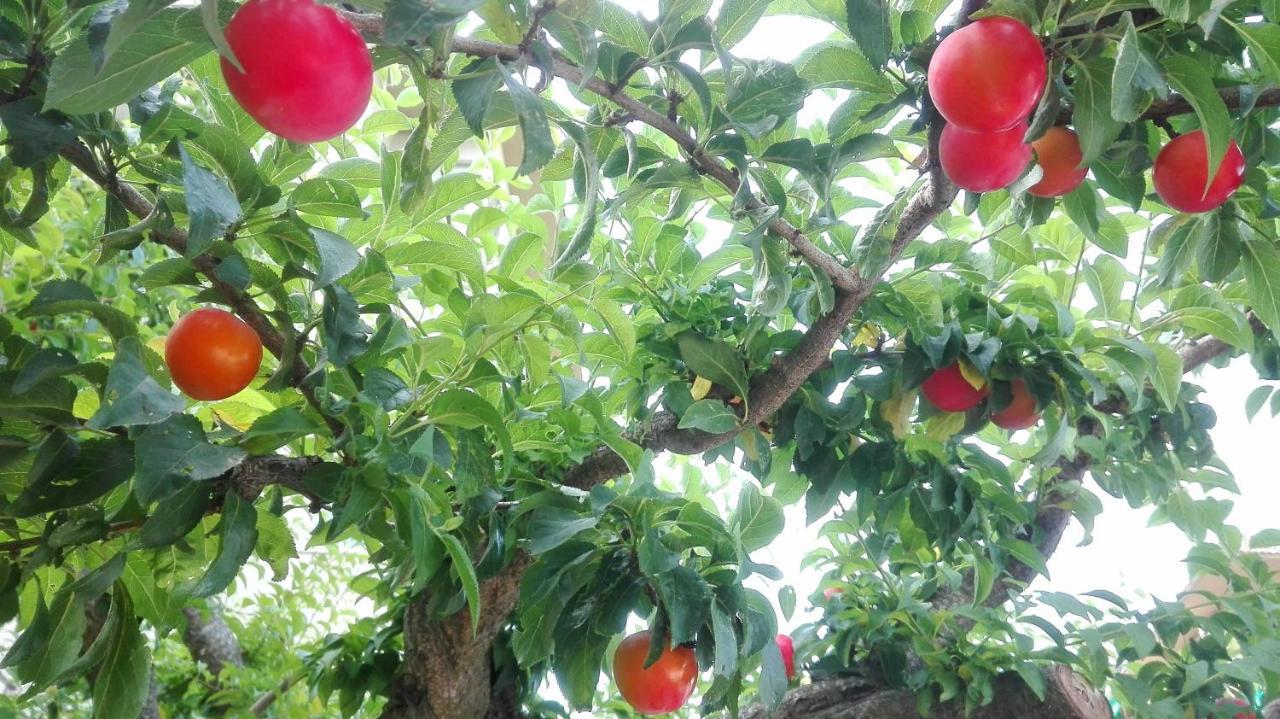 Ripe'S Forest Garden Guest House Rome Buitenkant foto